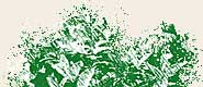 Leafy Greenness